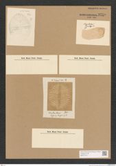 Diatomeae indet. Zeichnungen Sammlung Grunow Nr. 3759 (NHMW-BOT-W0371414)
